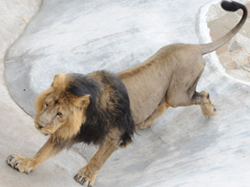 Фото Азиатский лев