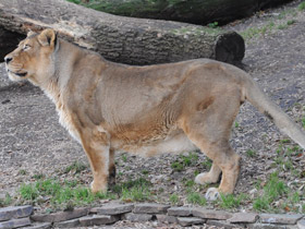 Фото Азиатский лев