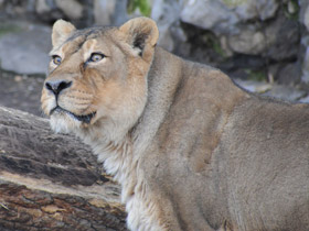 Фото Азиатский лев