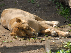 Фото Азиатский лев