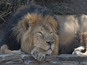 Фото Азиатский лев