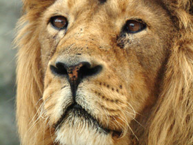 Фото Азиатский лев