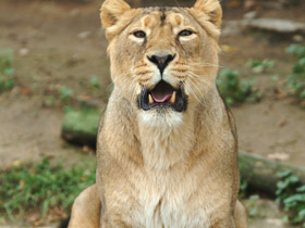 Фото Азиатский лев