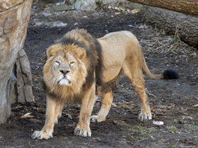 Фото Азиатский лев
