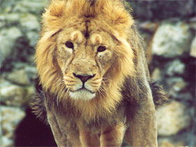 Фото Азиатский лев