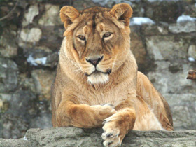 Фото Азиатский лев