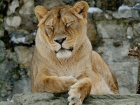 Фото Азиатский лев