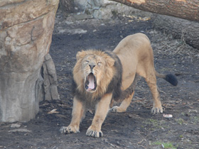 Фото Азиатский лев