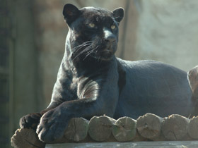 Ягуар Ягуар