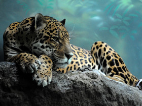 Смотреть фото Кошки или собаки? Фото Кошки или собаки?