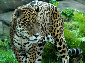 Ягуар Ягуар