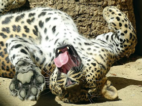 Смотреть фото Леопард Фото Леопард