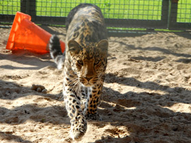 Смотреть фото Леопард Фото Леопард