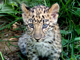 Смотреть фото Леопард Фото Леопард