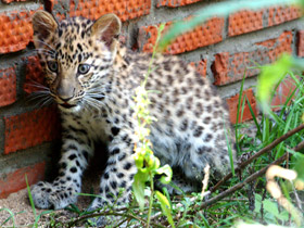 Смотреть фото Леопард Фото Леопард