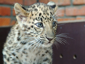 Смотреть фото Леопард Фото Леопард