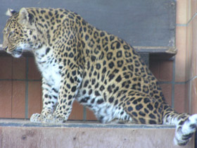 Смотреть фото Леопард Фото Леопард