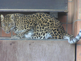 Смотреть фото Леопард Фото Леопард