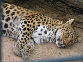 Смотреть фото Леопард Фото Леопард