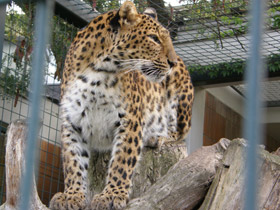 Смотреть фото Леопард Фото Леопард