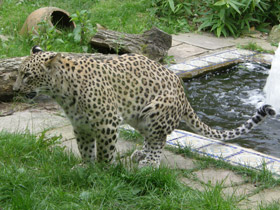 Смотреть фото Леопард Фото Леопард