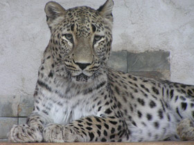 Смотреть фото Леопард Фото Леопард