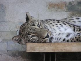 Смотреть фото Леопард Фото Леопард