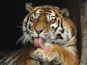 Тигр Тигр