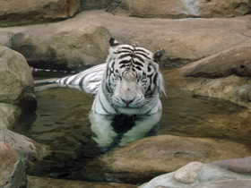 Белый тигр Белый тигр