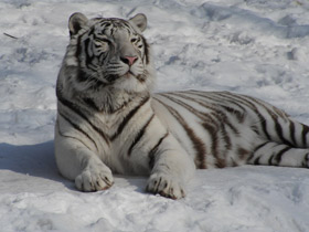 Белый тигр Белый тигр