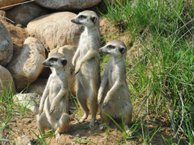 Сурикаты Сурикаты