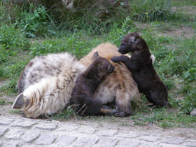 Смотреть фото Пятнистая гиена Фото Пятнистая гиена