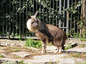 Смотреть фото Бурая гиена Фото Бурая гиена