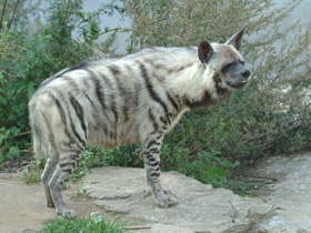 Смотреть фото Кошки или собаки? Фото Кошки или собаки?