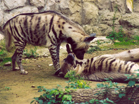 Смотреть фото Полосатая гиена Фото Полосатая гиена