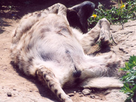 Смотреть фото Полосатая гиена Фото Полосатая гиена