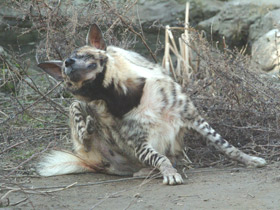 Смотреть фото Полосатая гиена Фото Полосатая гиена