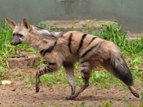 Фото Земляной волк