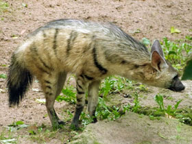 Фото Земляной волк