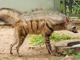 Фото Земляной волк