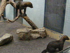 Смотреть фото Тайра Фото Тайра