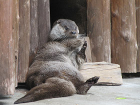 Смотреть фото Обыкновенная выдра Фото Обыкновенная выдра