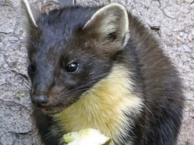 Смотреть фото Неожиданная арифметика — сколько весит медвежонок Фото Неожиданная арифметика — сколько весит медвежонок