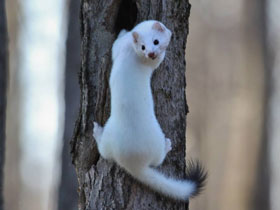 Смотреть фото Горностай Фото Горностай