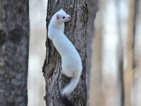 Смотреть фото Горностай Фото Горностай