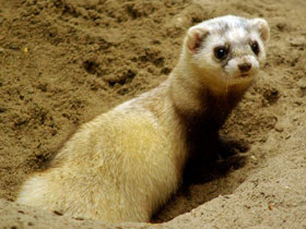 Фото Разноплеменная семья