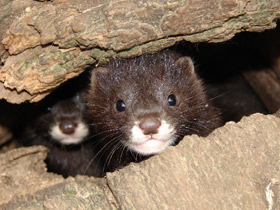 Смотреть фото Европейская норка Фото Европейская норка