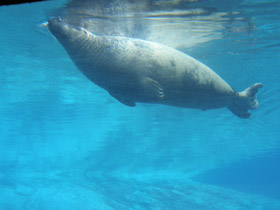 Смотреть фото Серый тюлень Фото Серый тюлень