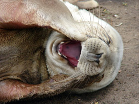 Смотреть фото Серый тюлень Фото Серый тюлень