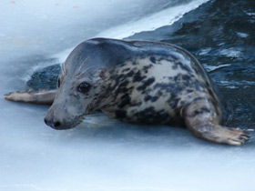 Фото На льдине. Как дышат зимой тюлени, когда над ними лед